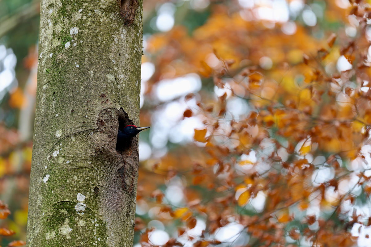 KOMPASS (Foto: © Michael Hofmann)
