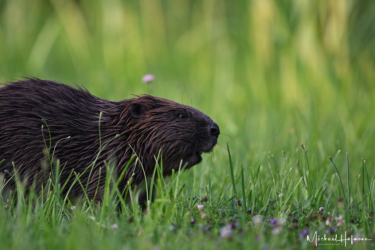 KOMPASS (Foto: © Michael Hofmann) Europäischer Biber sitzt seitlich im hohen Gras – Naturfoto von Michael Hofmann