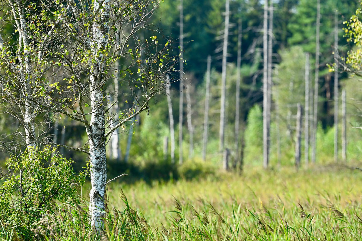 KOMPASS (Foto: © Michael Hofmann)